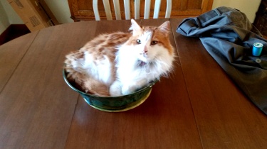 bowl-kitty